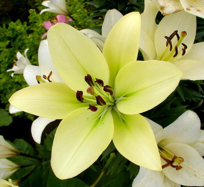 Лилия Курьер (7 шт)