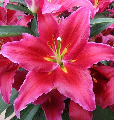 Лилия Баккарди (5 шт)