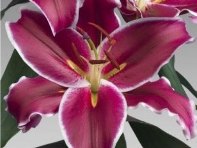 Лилия Вангелис (5 шт)