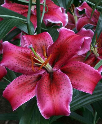 Лилия Корвара (5 шт)