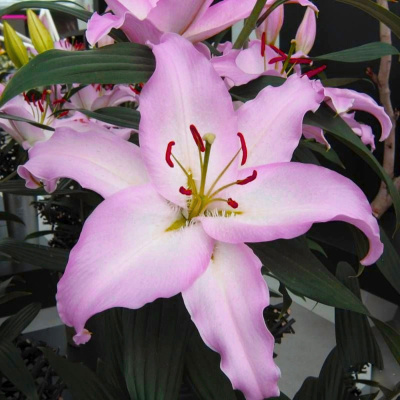 Лилия Лейк Мичиган (5 шт)