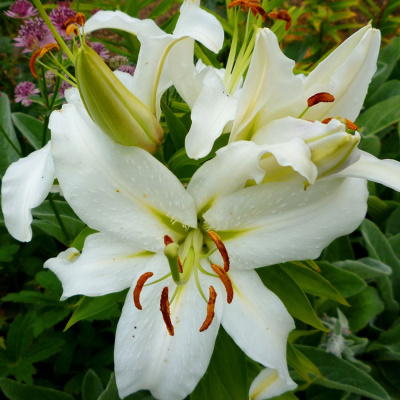 Лилия Сибирь 13/14 (5 шт)