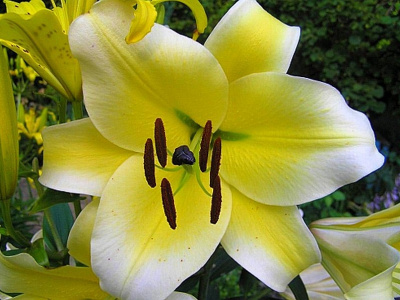 Лилия Конка Д'ор (5 шт)