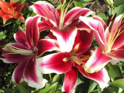 Лилия Лайф Стайл (5 шт)