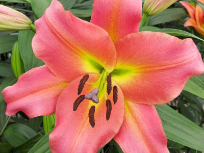 Лилия Он Стейдж (5 шт)