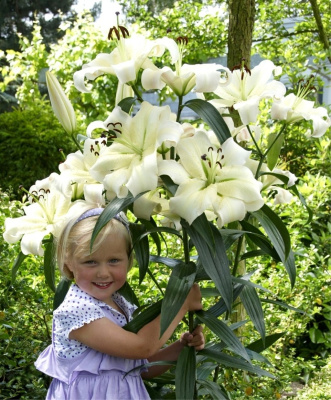 Лилия Притти Вумен (5 шт)