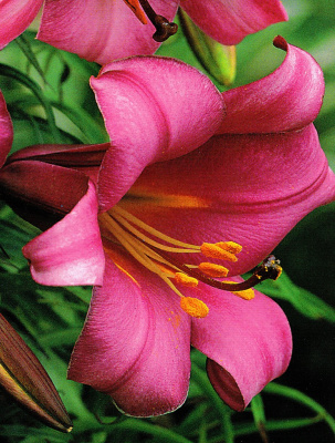 Лилия Пинк Перфекшн (5 шт)