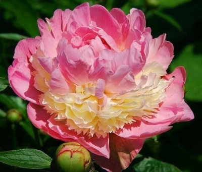 Пион Сорбет (1 шт)