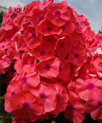 Флокс Юлиглут (2 шт)