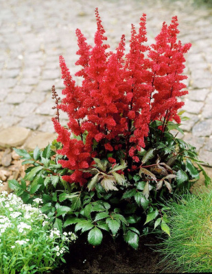 Астильба Этна (1 шт)