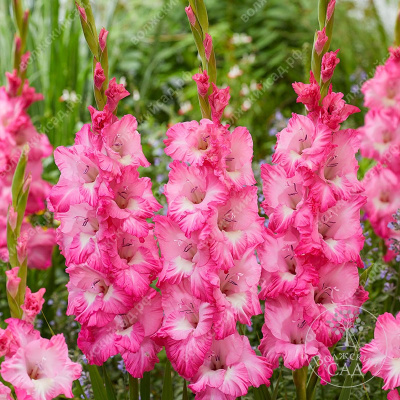 Гладиолус Виолет Кинг (10 шт)