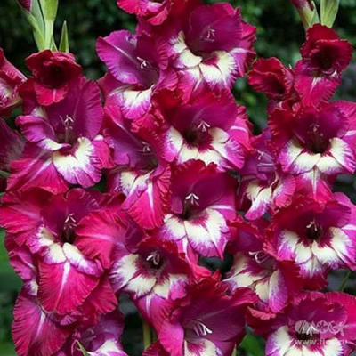 Гладиолус Джо Джо (8 шт)