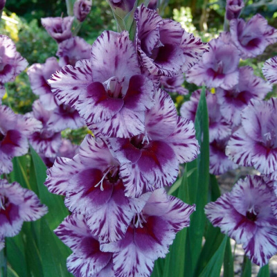 Гладиолус Пассос (10 шт)