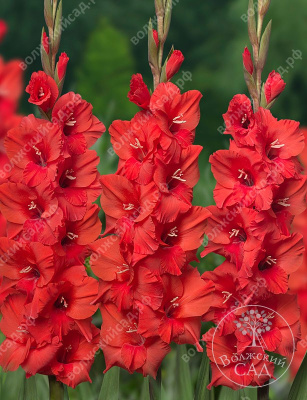 Гладиолус Роузби Ред (8 шт)