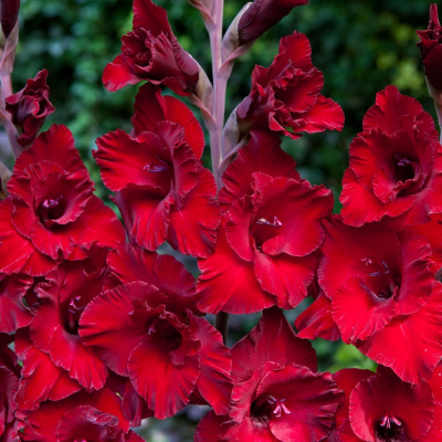 Гладиолус Кардинал (10 шт)