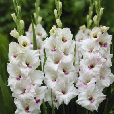 Гладиолус Клауди (8 шт)