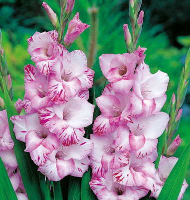 Гладиолус Май Лов (10 шт)