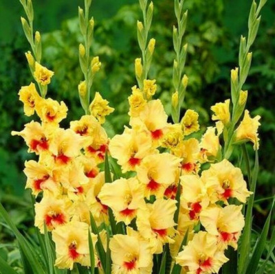 Гладиолус Максиал (8 шт)