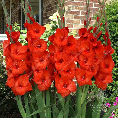 Гладиолус Масканьи (10 шт)