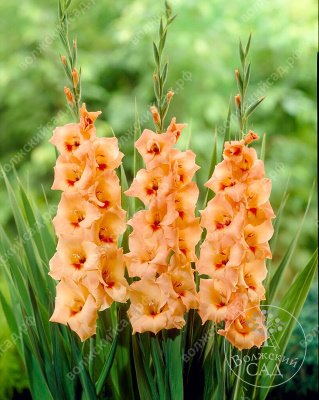 Гладиолус Питер Пирс (10 шт)