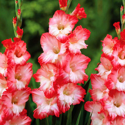 Гладиолус Пинк Леди (10 шт)