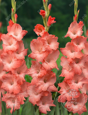 Гладиолус Принцесс Ли (10 шт)