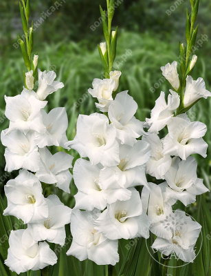 Гладиолус Сноудон (8 шт)