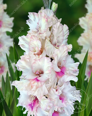 Минивитрина Гладиолус Вайолет Харт (100 шт)