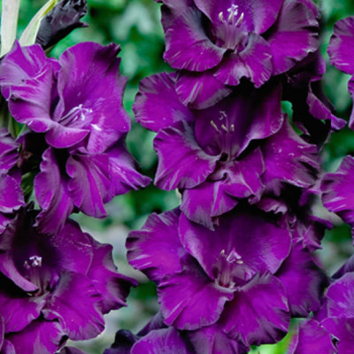 Минивитрина Гладиолус Вельвет Распберри (100 шт)