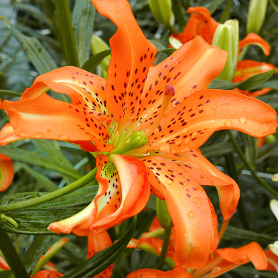 Лилия Маст Си (5 шт)