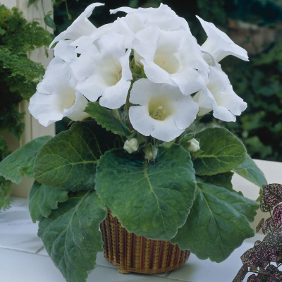 Минивитрина Глоксиния Мон Блан