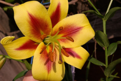 Биг-Пак Лилия Роберт Суэнсон (25 шт)