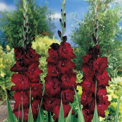 Минивитрина Гладиолус Арабиан Найт (100 шт)