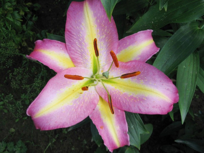 Лилия Хокус Покус (5 шт)