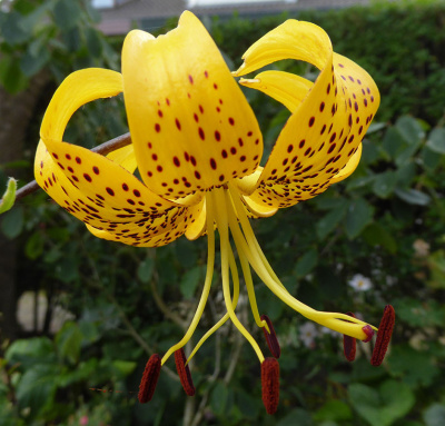 Лилия Лейхтлина (5 шт)