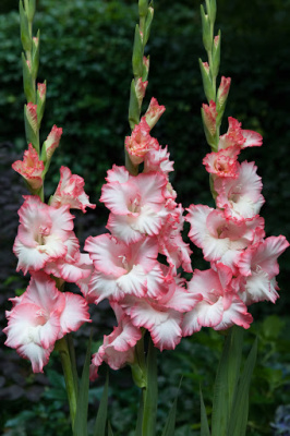 Гладиолус Мистер Сэндмен (8 шт)