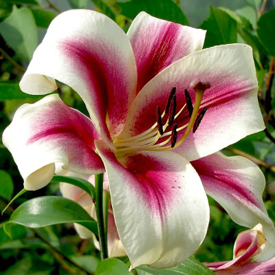 Биг-Пак Лилия Гарден Плеже (25 шт)