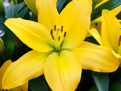 Биг-Пак Лилия Йеллоу Диамонд (25 шт)