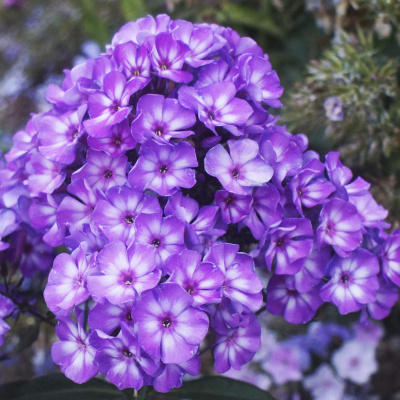 Флокс Пикси Миракл (2 шт)