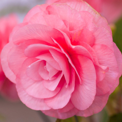 Бегония Махровая розовая (3 шт)