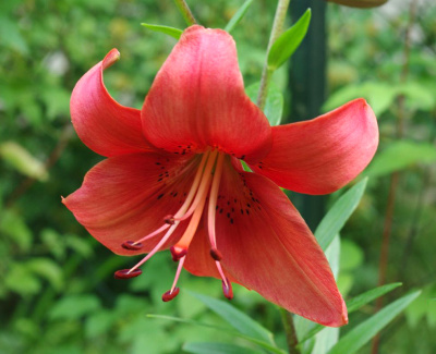 Биг-Пак Лилия Пеарл Лорэйн (25 шт)