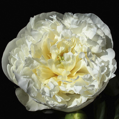 Биг-Пак Пион Дюшес Де Немур (10 шт)