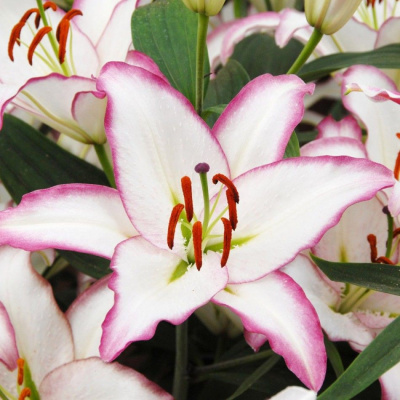 Лилия Зе Эдж 14/16 (5 шт)