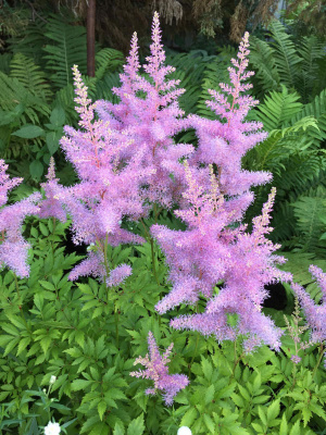 Астильба Гиацинт (1 шт)