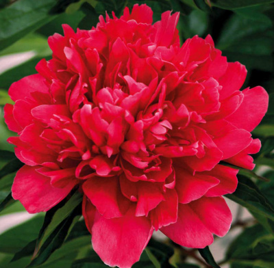 Пион Генерал Мак Магон (1 шт)