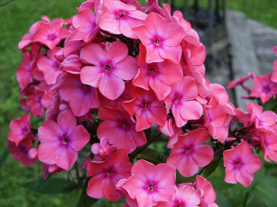 Флокс Виндзор (2 шт)