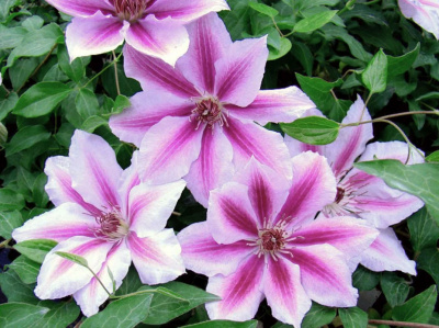 Клематис Лов Джеверли (2 шт)