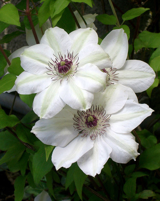 Клематис Мисс Бейтман (2 шт)