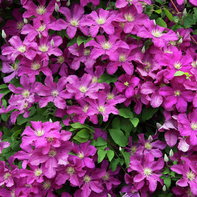 Клематис Ремембранс (2 шт)