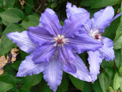 Клематис Элис Фиск (2 шт)